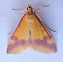Pyrausta scurralis - Hodges#5065 - photo 4
