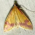 Pyrausta scurralis - Hodges#5065 - photo 5
