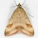 Pyrausta semirubralis - Hodges#5067 - Pyrausta semirubralis
