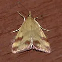 Pyrausta semirubralis - Hodges#5067 - photo 2