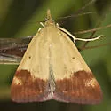 Pyrausta semirubralis - Hodges#5067 - photo 3