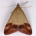Pyrausta semirubralis - Hodges#5067 - photo 4