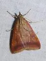 Sociable Pyrausta Moth - Hodges#5075 - photo 2