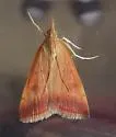 Sociable Pyrausta Moth - Hodges#5075 - photo 4