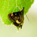 Pyrausta subgenerosa - Hodges#5057
