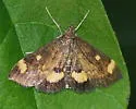 Pyrausta subgenerosa - Hodges#5057 - photo 2