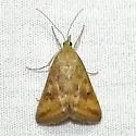 Pyrausta tatalis - Hodges#5061 - photo 2