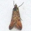 Pyrausta tatalis - Hodges#5061 - photo 3