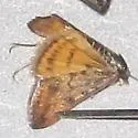 Pyrausta tatalis - Hodges#5061 - photo 4