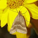 One-banded Pyrausta - Hodges#5068 - photo 2