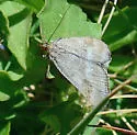One-banded Pyrausta - Hodges#5068 - photo 3