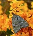 One-banded Pyrausta - Hodges#5068 - photo 4