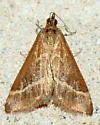 Volupial Pyrausta Moth - Hodges#5029 - photo 3