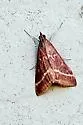 Volupial Pyrausta Moth - Hodges#5029 - photo 4