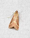 Volupial Pyrausta Moth - Hodges#5029 - photo 5