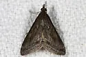 Pyrausta zonalis - Hodges#5022 - Pyrausta zonalis