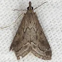 Pyrausta zonalis - Hodges#5022 - photo 2