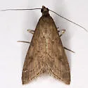 Pyrausta zonalis - Hodges#5022 - photo 3