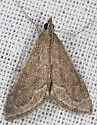 Pyrausta zonalis - Hodges#5022 - photo 4
