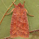 Pyreferra ceromatica - Hodges#9931