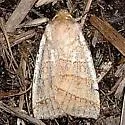 Citrine Sallow - Hodges#9930