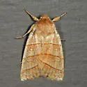 Citrine Sallow - Hodges#9930 - photo 2
