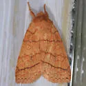 Mustard Sallow - Hodges#9929