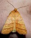 Mustard Sallow - Hodges#9929 - photo 2