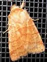 Mustard Sallow - Hodges#9929 - photo 3