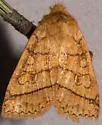 Mustard Sallow - Hodges#9929 - photo 4