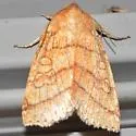 Mustard Sallow - Hodges#9929 - photo 5