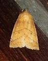 Pyreferra slotteni - Hodges#9932.1 - Pyreferra slotteni