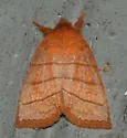 Pyreferra slotteni - Hodges#9932.1 - photo 2