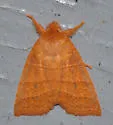 Pyreferra slotteni - Hodges#9932.1 - photo 3