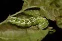 Pyreferra slotteni - Hodges#9932.1 - photo 5