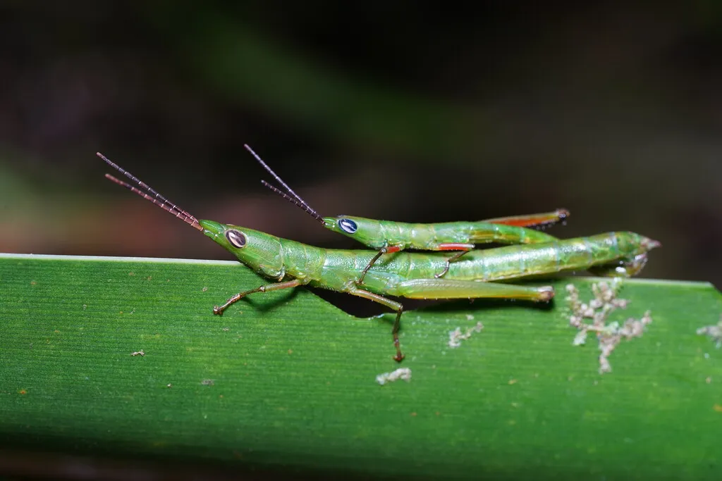 Pyrgacrididae - photo 2