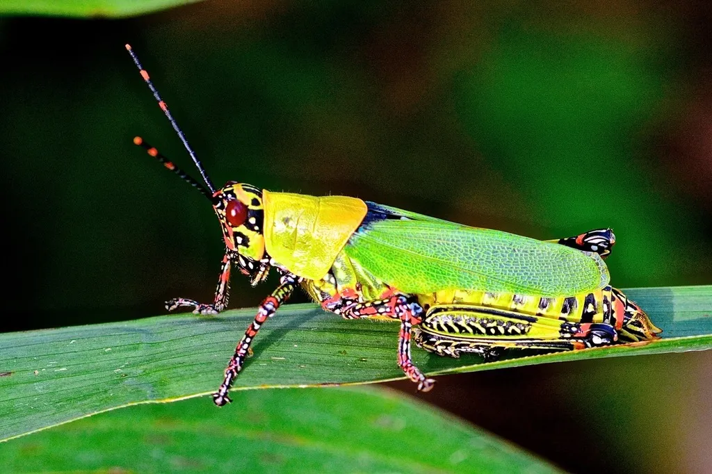 Gaudy Grasshoppers - photo 2