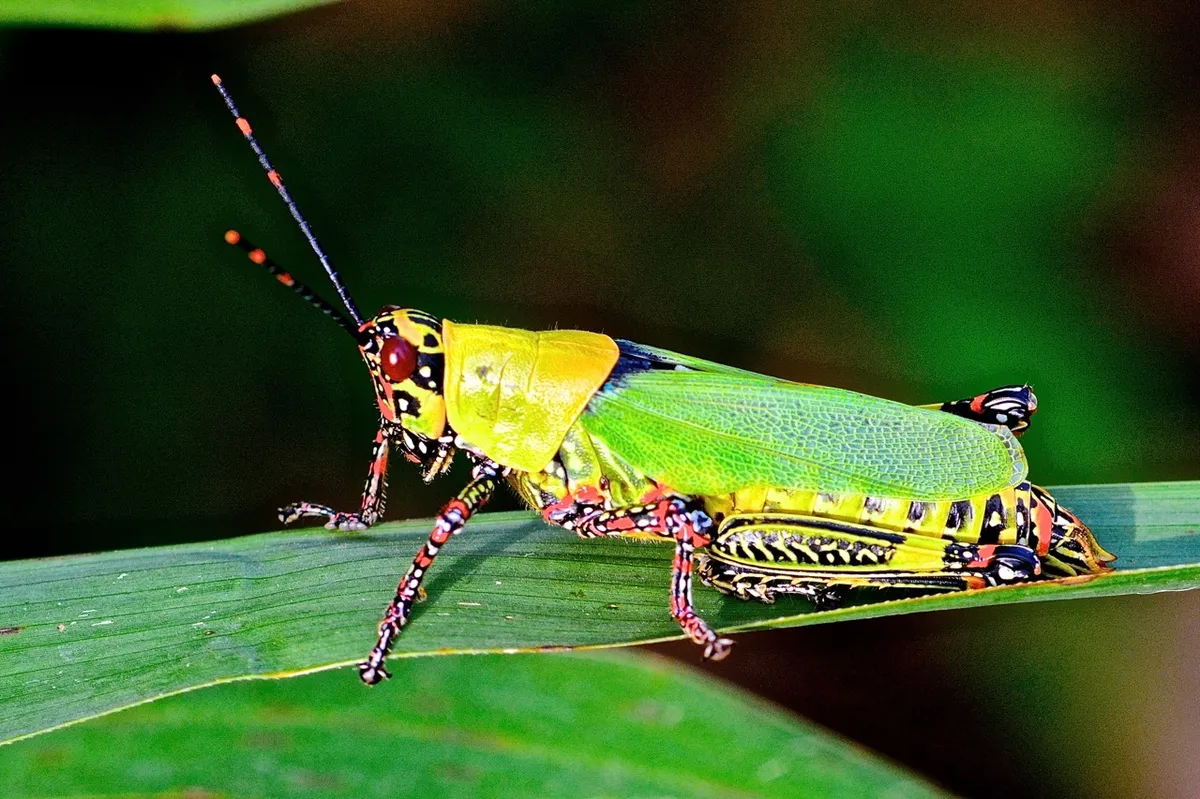 Gaudy Grasshoppers - photo 3
