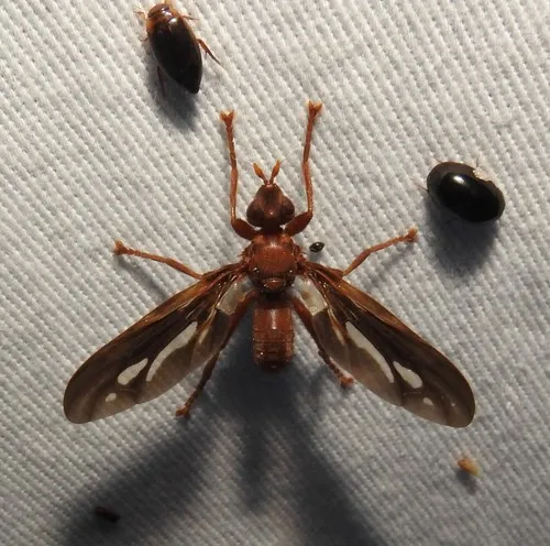 Pyrgota fenestrata