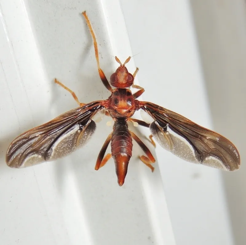 Waved Light Fly - photo 3