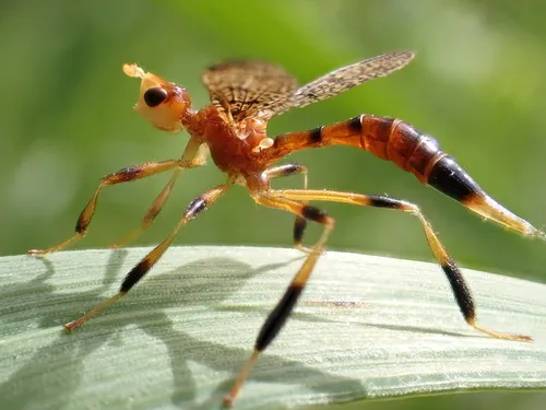 Pyrgotella chagnoni