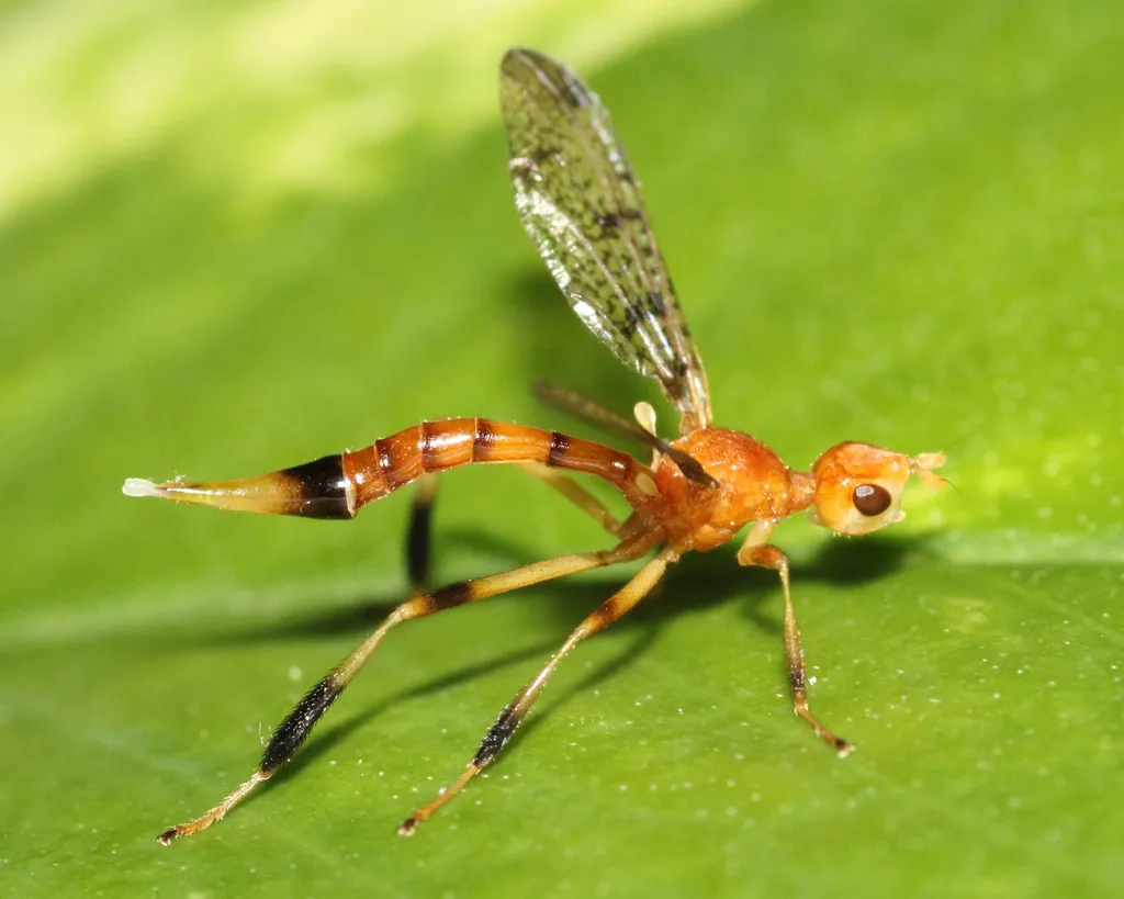 Scarab Pursuing Flies - photo 3