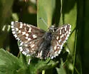 Grizzled Skipper - Hodges#3962