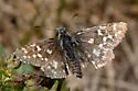 Grizzled Skipper - Hodges#3962 - photo 2