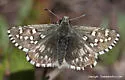 Grizzled Skipper - Hodges#3962 - photo 3