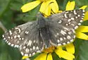 Grizzled Skipper - Hodges#3962 - photo 4