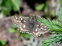 Grizzled Skipper - Hodges#3962 - photo 5