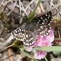 Two-banded Checkered-Skipper - Hodges#3963