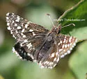 Two-banded Checkered-Skipper - Hodges#3963 - photo 2