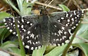 Two-banded Checkered-Skipper - Hodges#3963 - photo 3